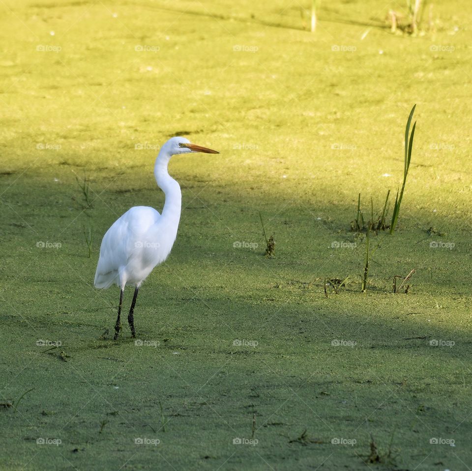 Great Egret