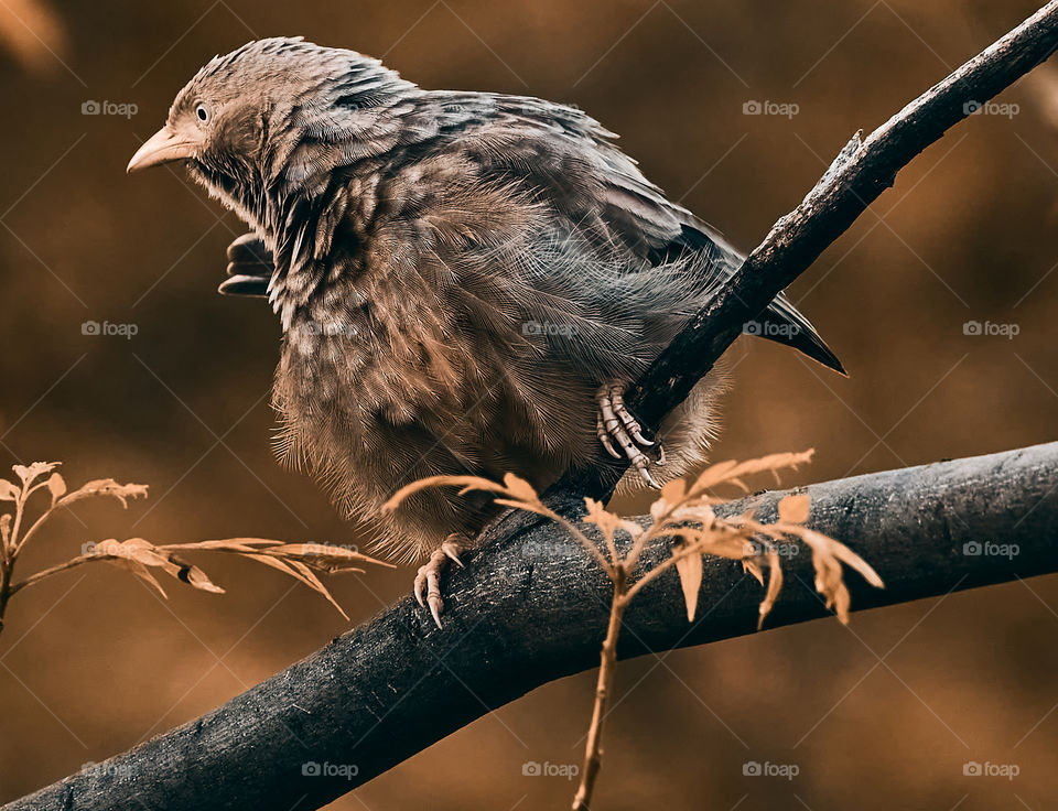 Bird photography  - babbler  - season