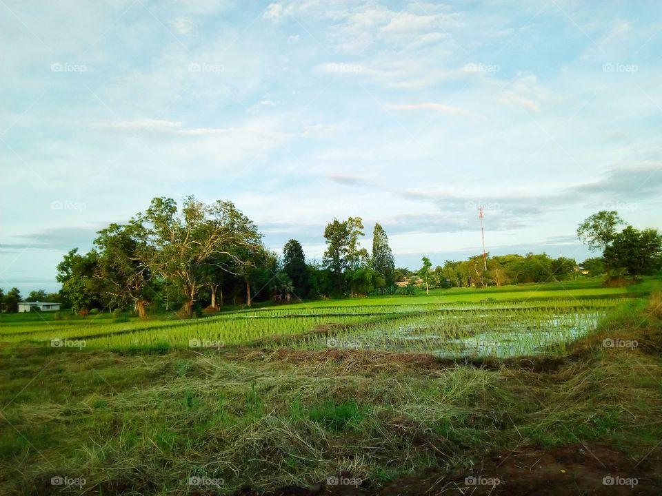 farmland count unit field rice farm Life