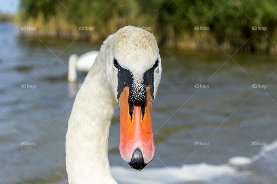 White swan portrait