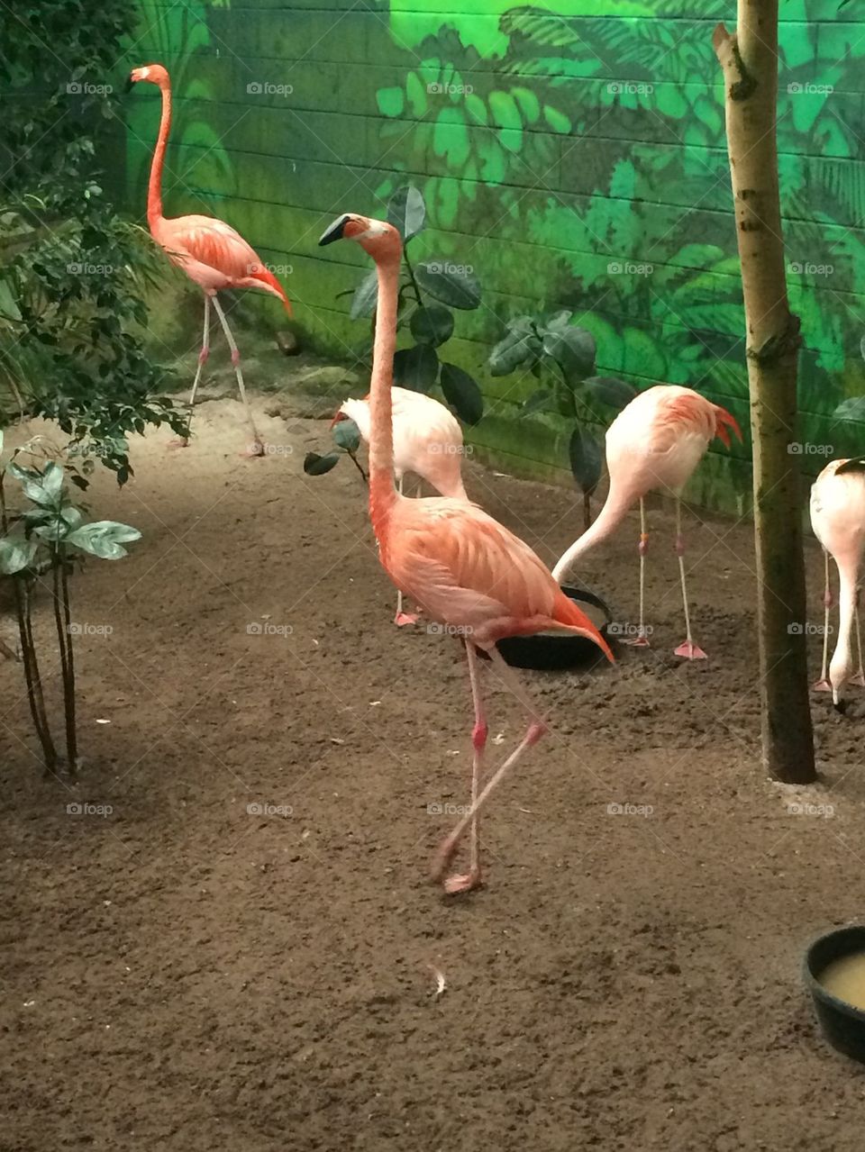 Flamingo