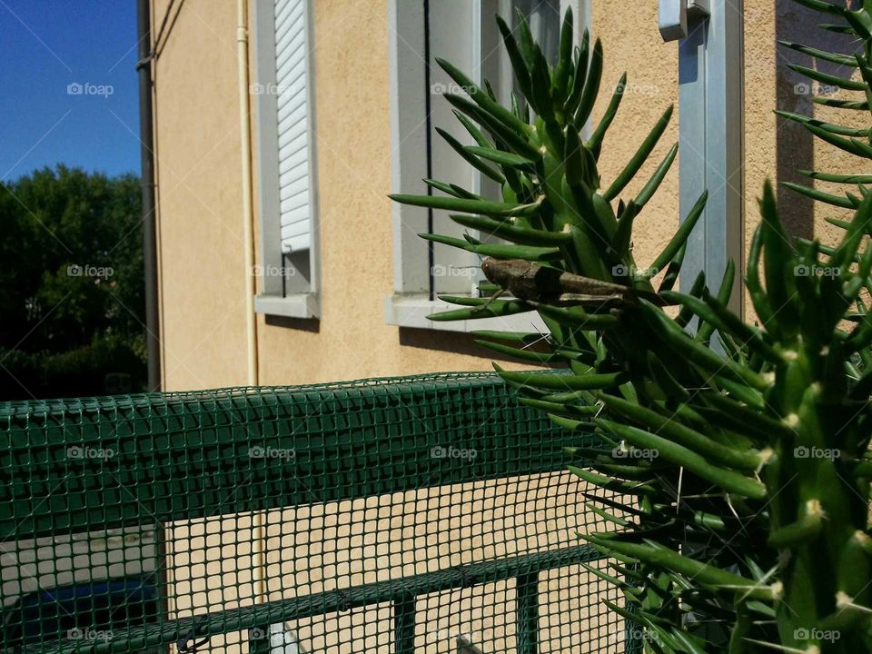 locust on the cactus
