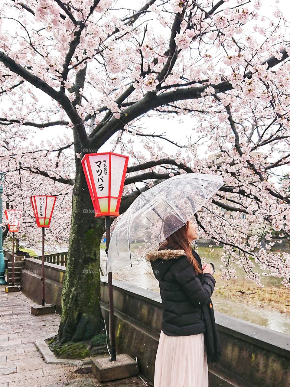 Sakura rain with beauty