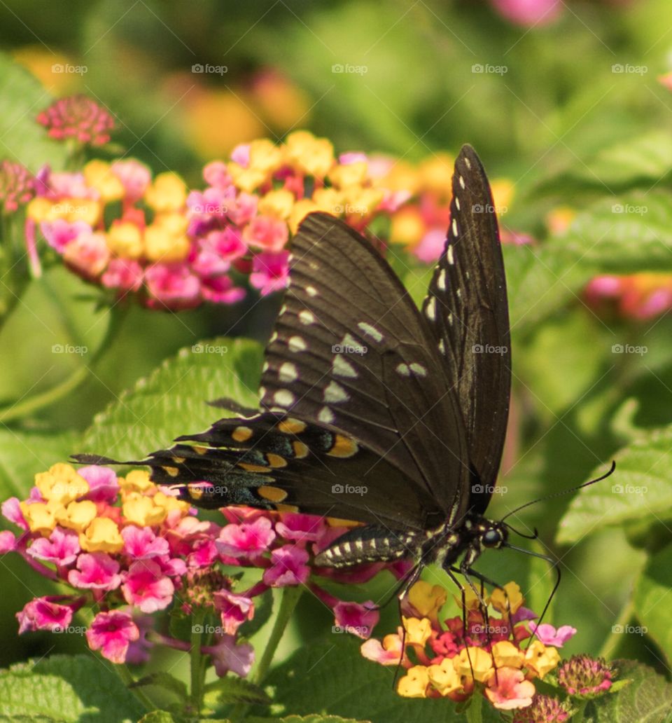 Pollinating butterfly 