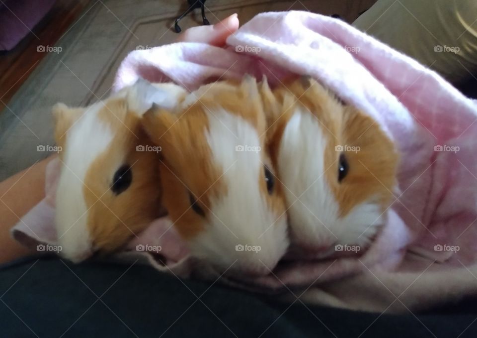 Pigs in the blanket