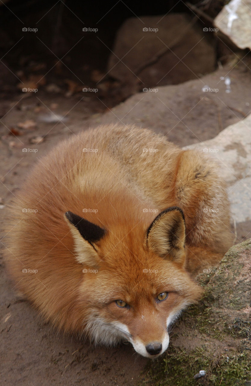 Red fox in a zoo