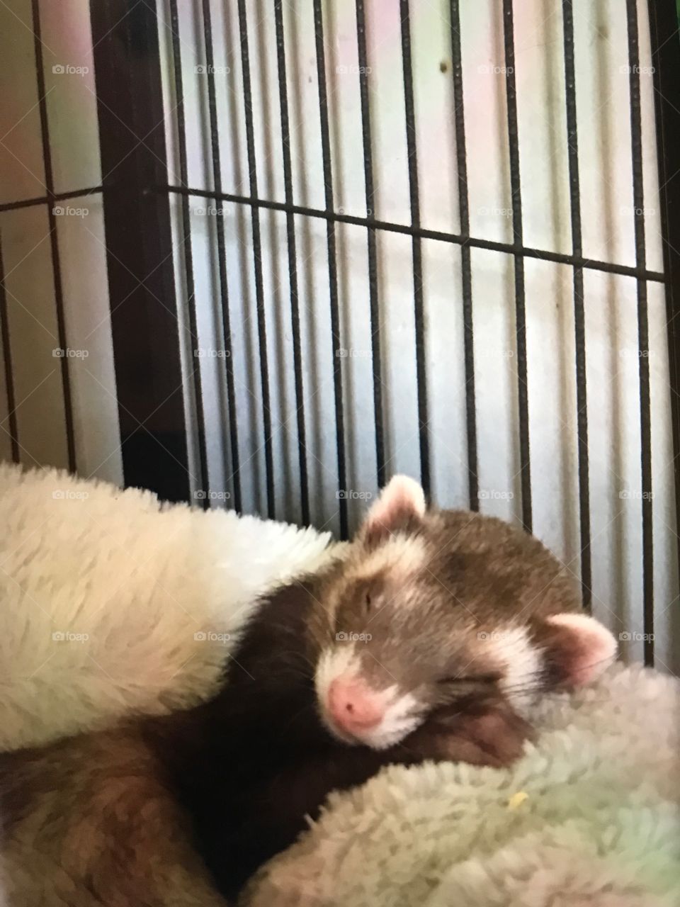 Sleepy ferret