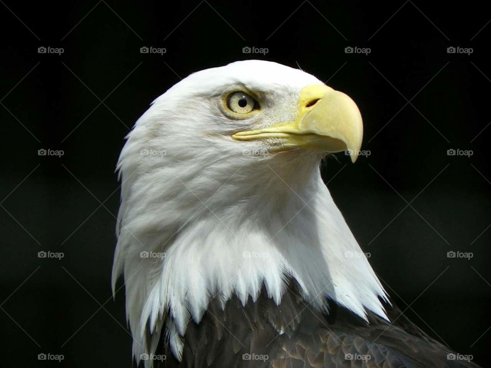 Bald Eagle. permanent rehab