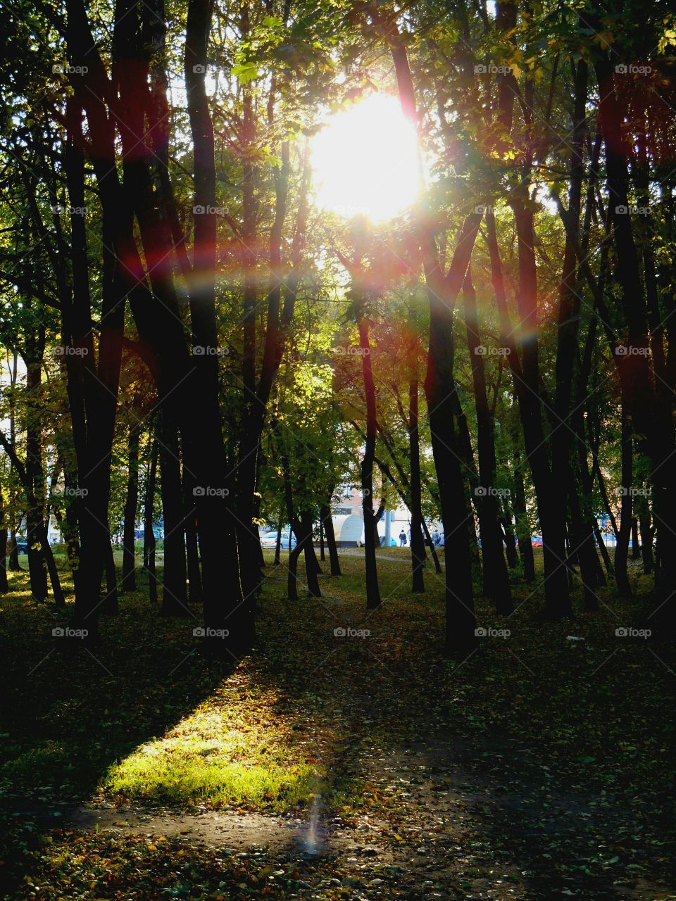 Leaf, Sun, Nature, Wood, Tree