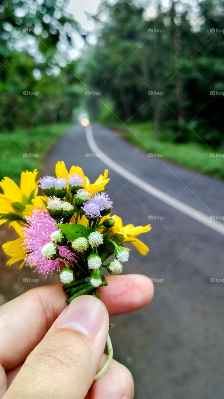 The roadside flower
