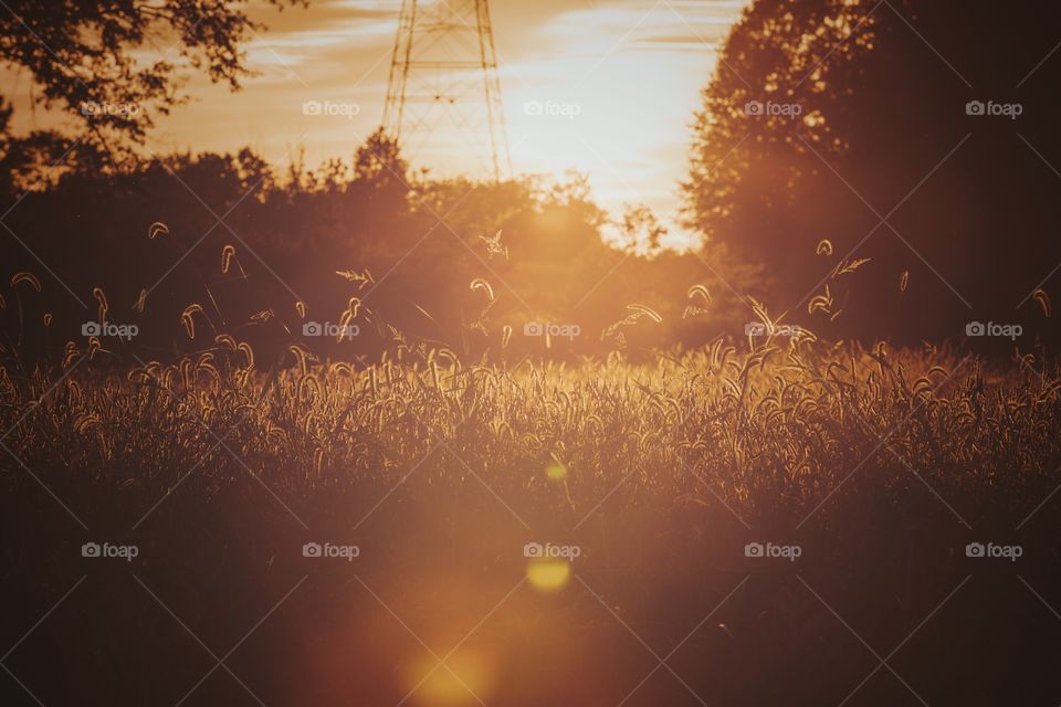 orange vibrant sunset over the grassy field