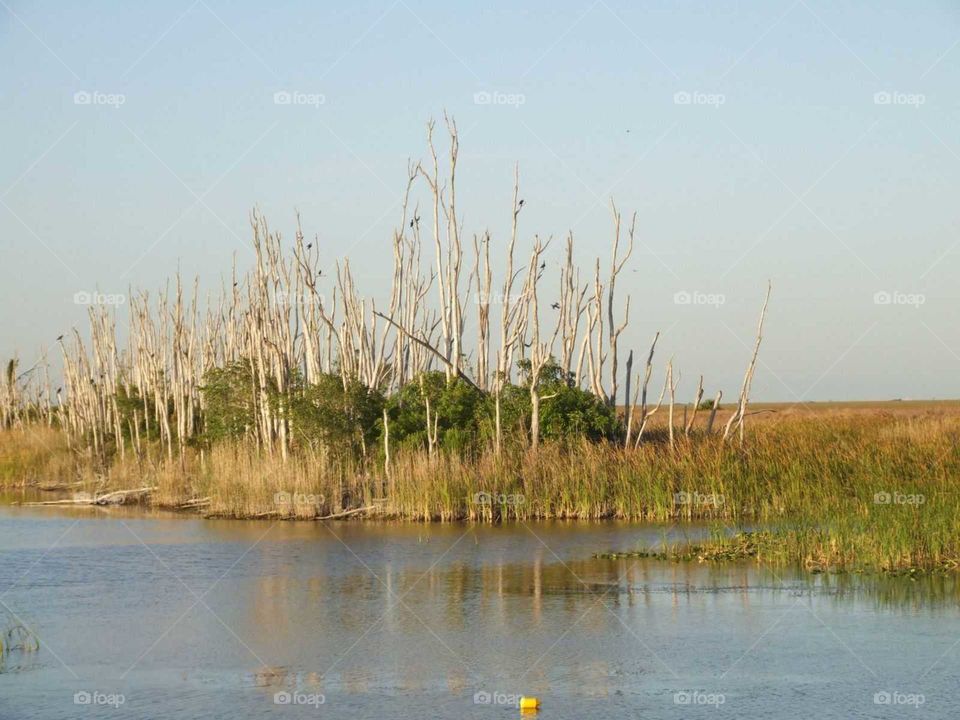trees on a lake