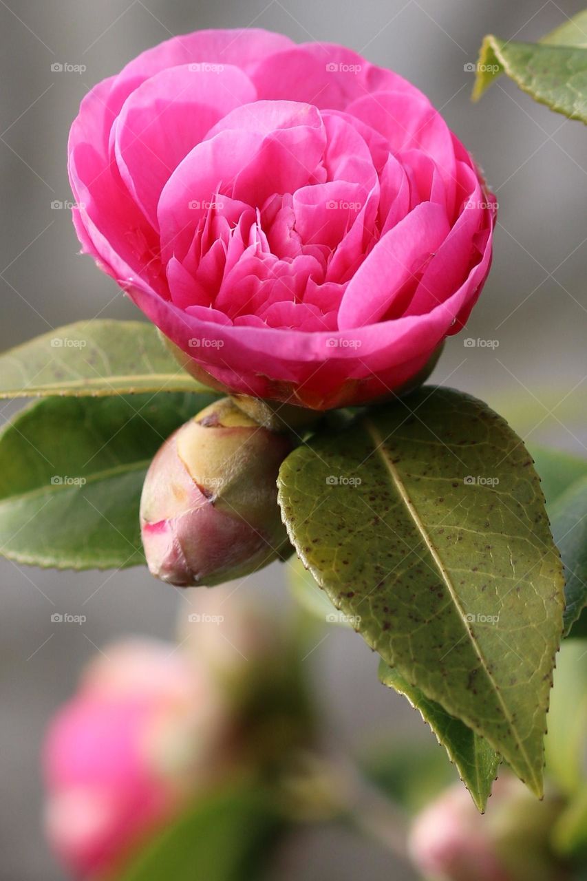 Vibrant pink flowering camellia with a single bud at springtime 