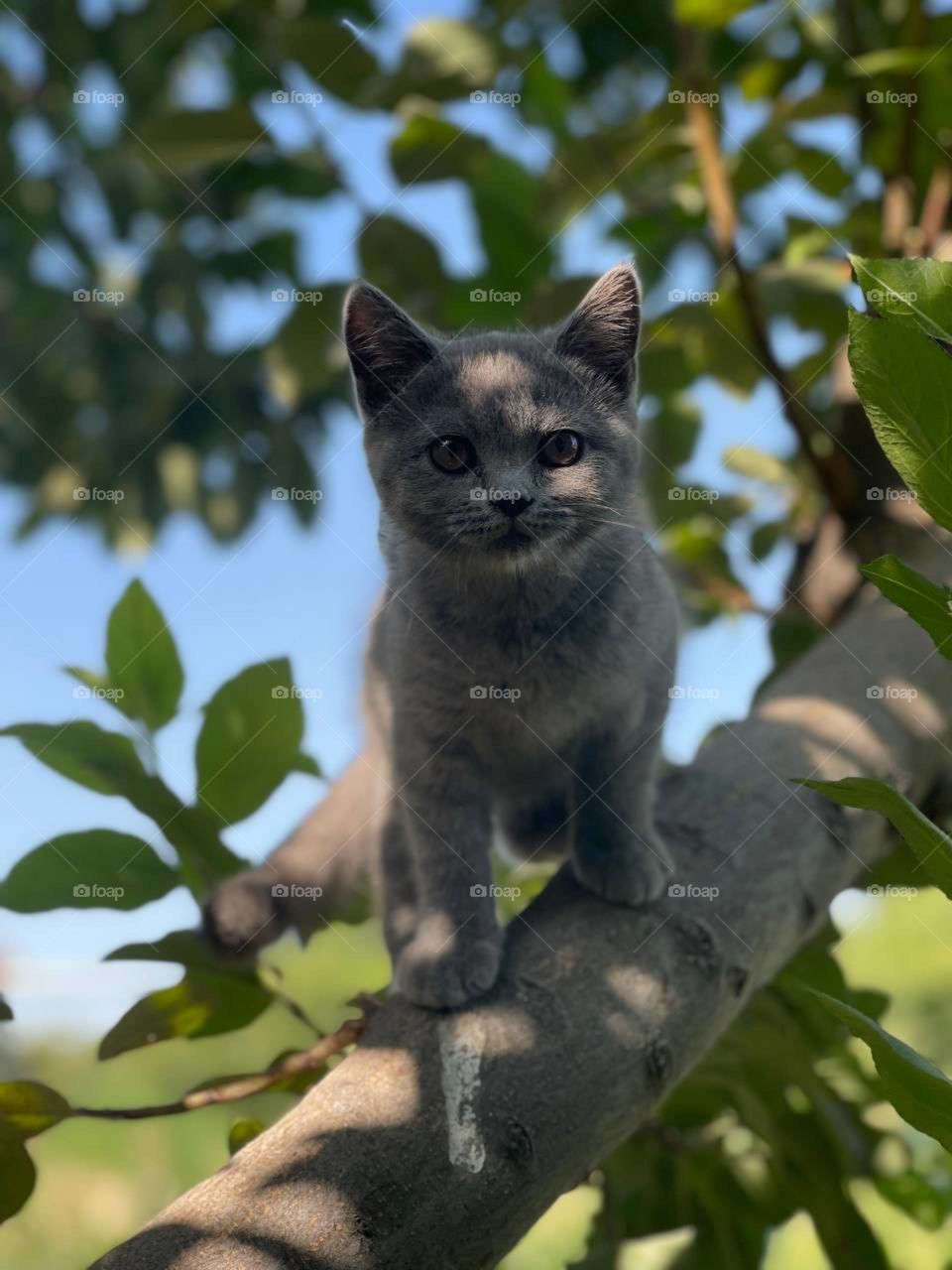 cat
tree
nature
landscape