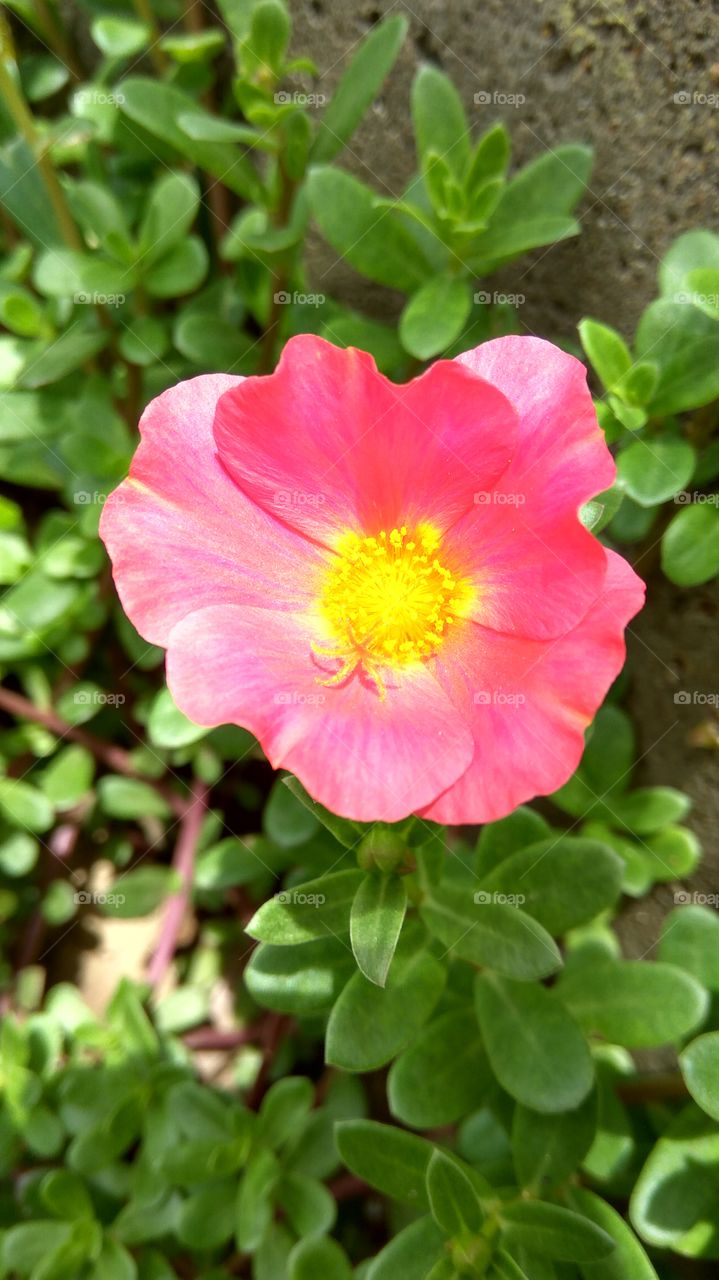 micro Red colour Croton plant