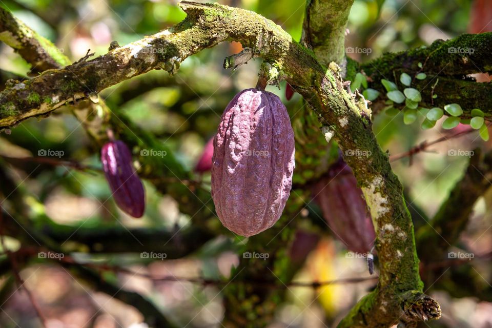 cocoa tree