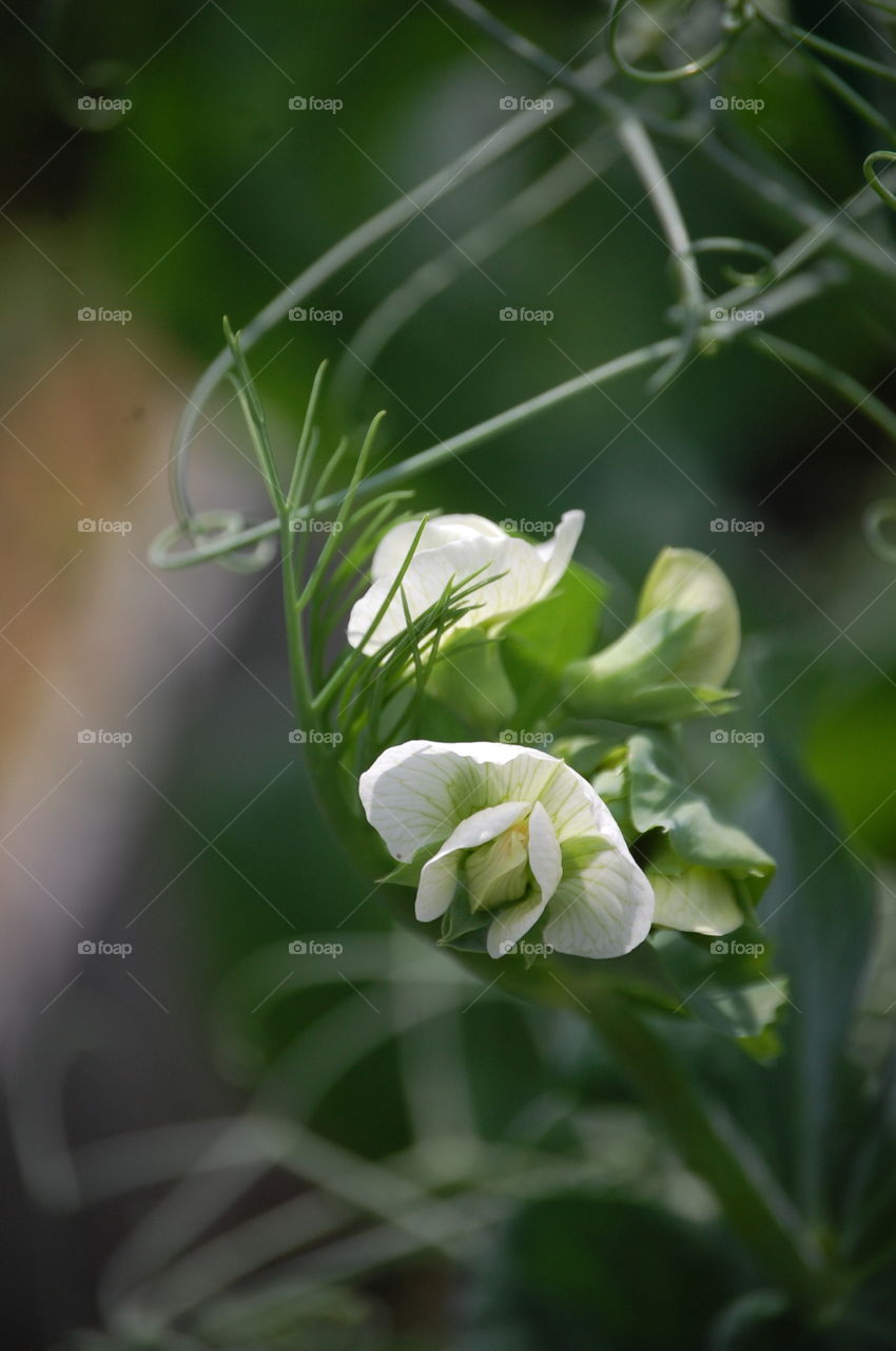 Nature, Leaf, Flora, Garden, Flower