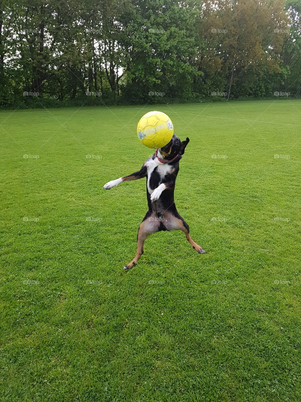 Catch the ball