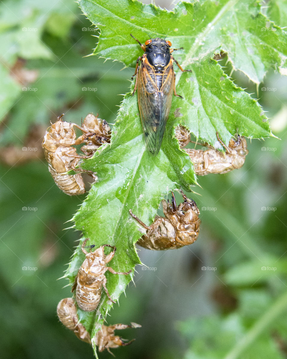 Cicadas and cicada shells on leaves 