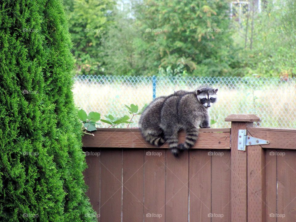 3 raccoons waiting for mother