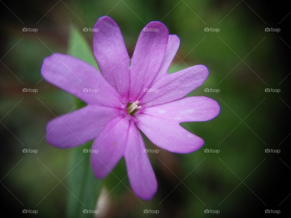 Picture taken with my smartphone and macro lens.