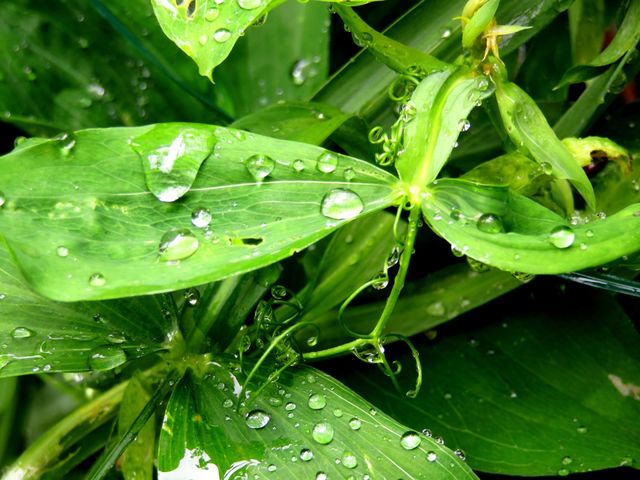 Water drop on leaf