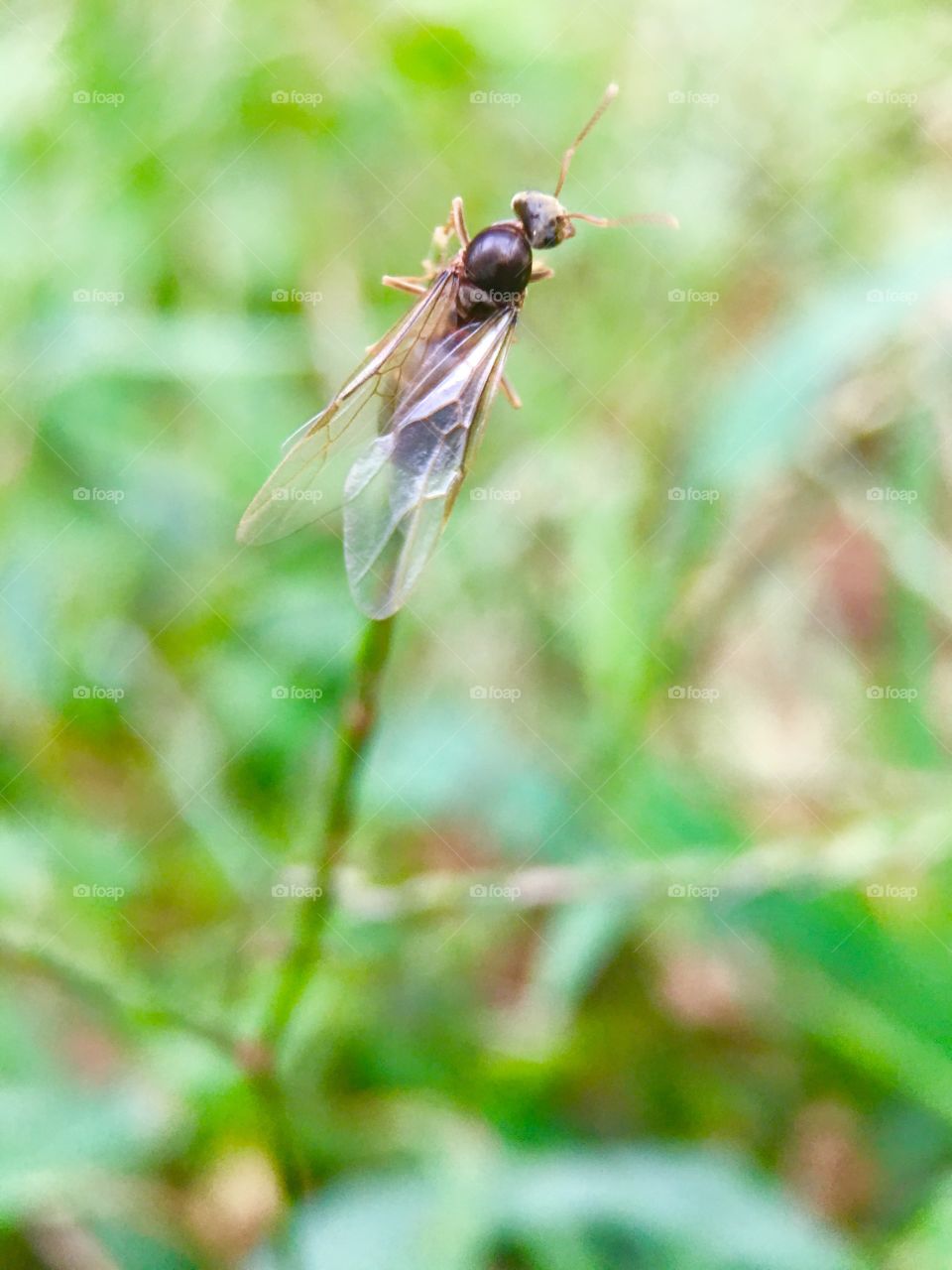 Flying any working on a nest