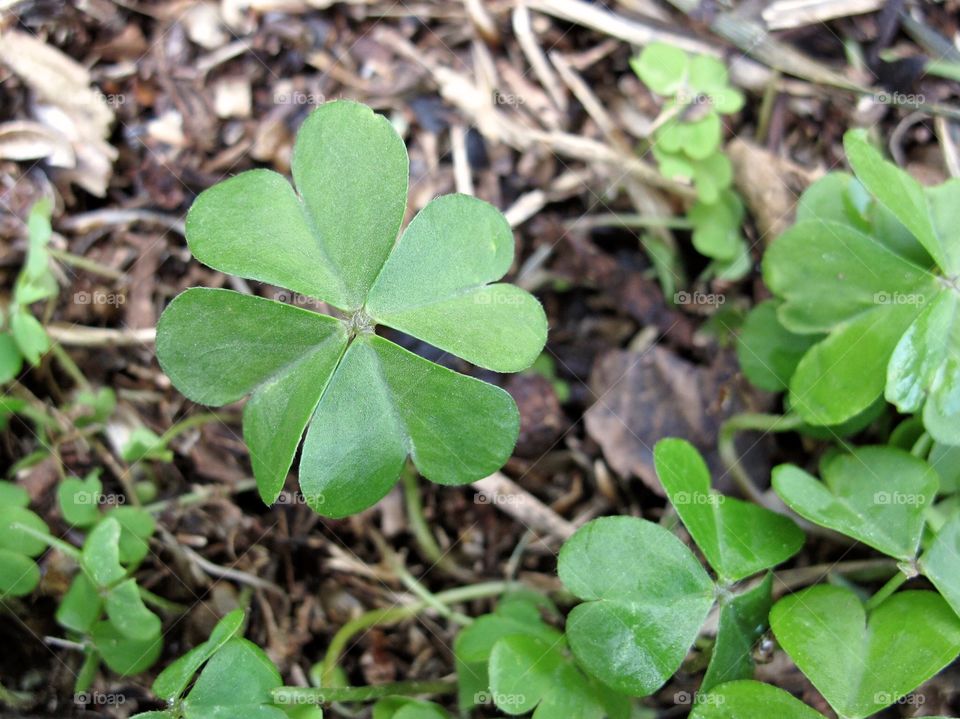 Four Leaf Clover