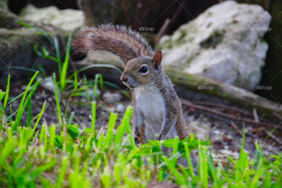 Cute squirrel