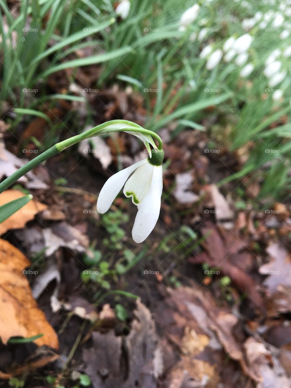 Snowdrop 