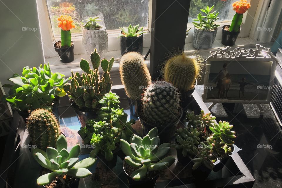 My babies look quite happy. 🌵