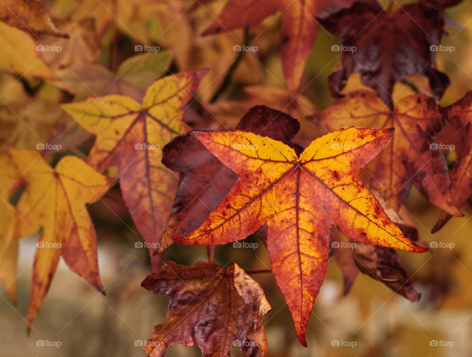 Autumnal leaves of a Sweetgum tree 