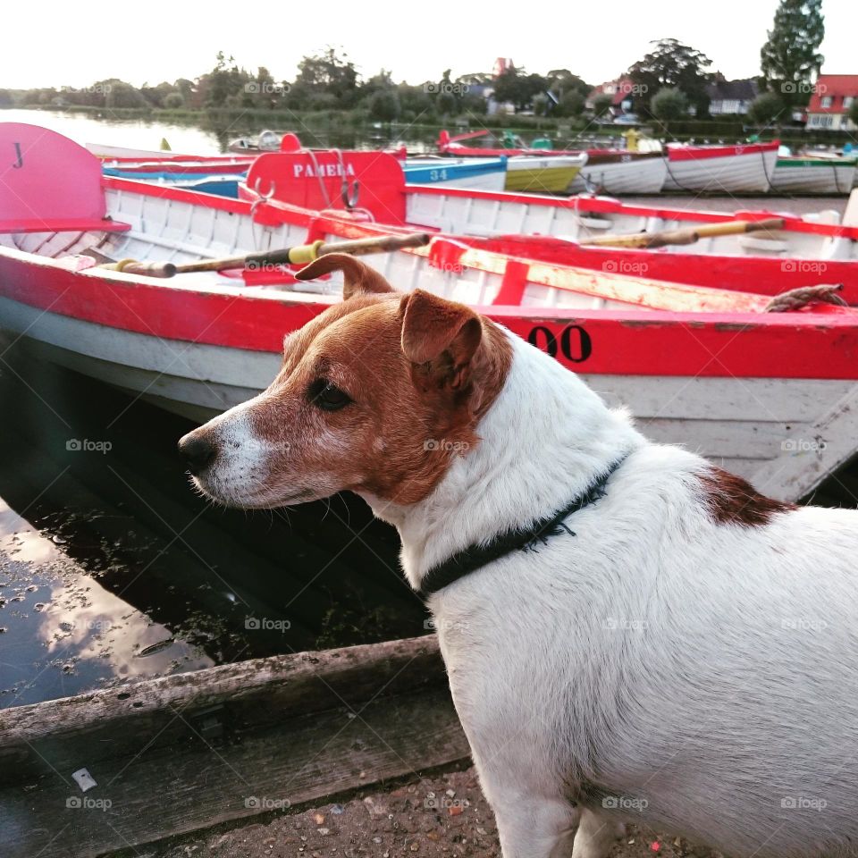 Boating Dog