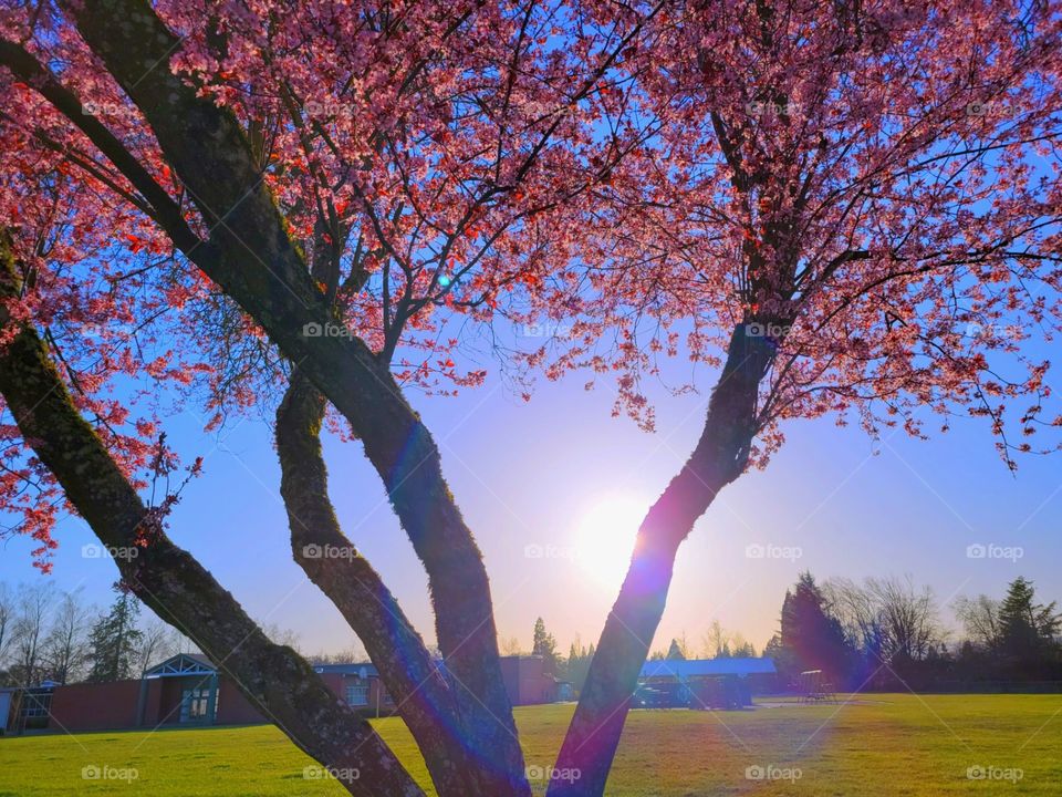 spring sunset Beauty