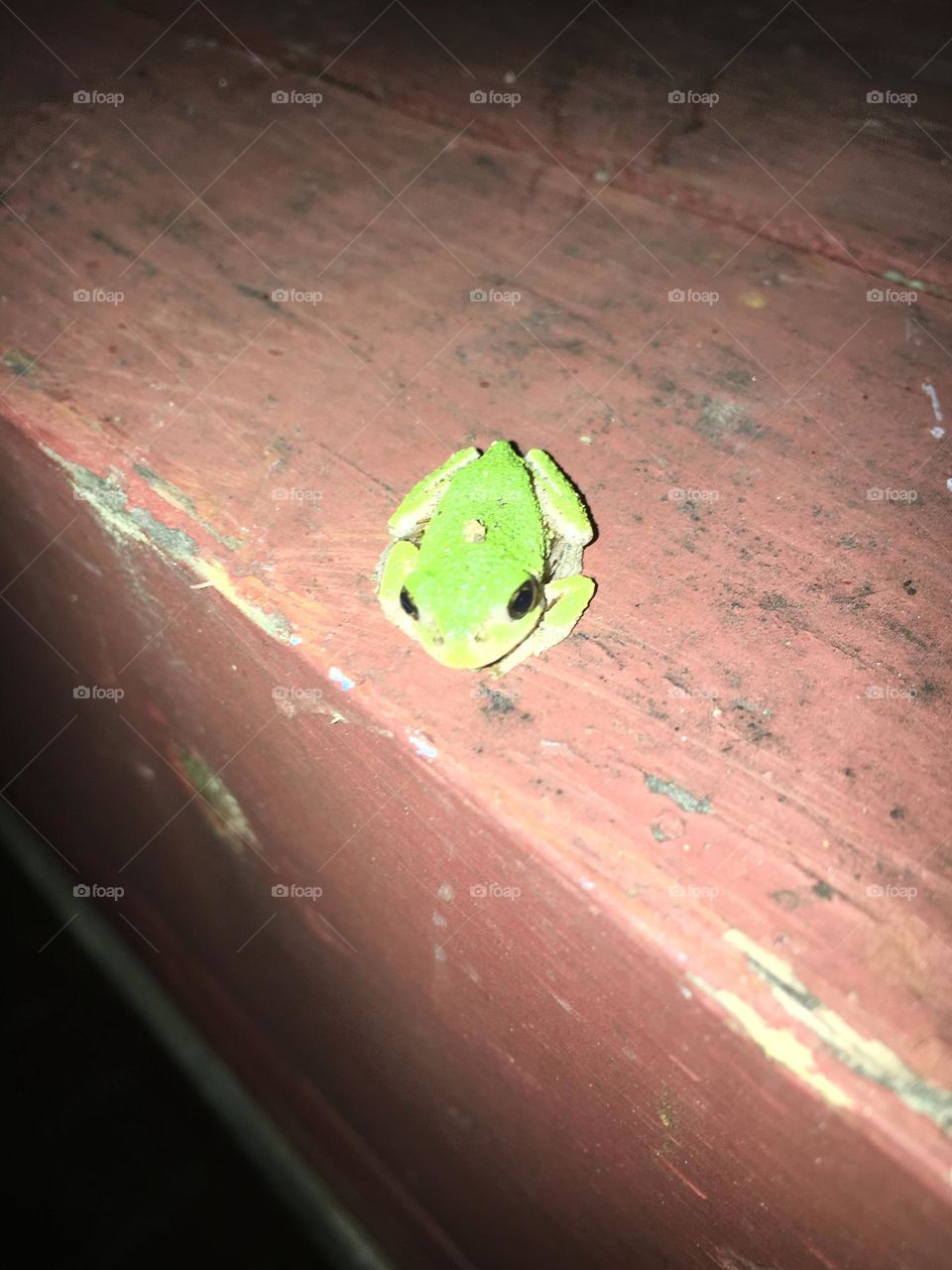 Tiny frog