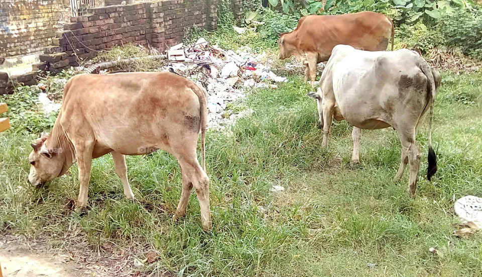 cow