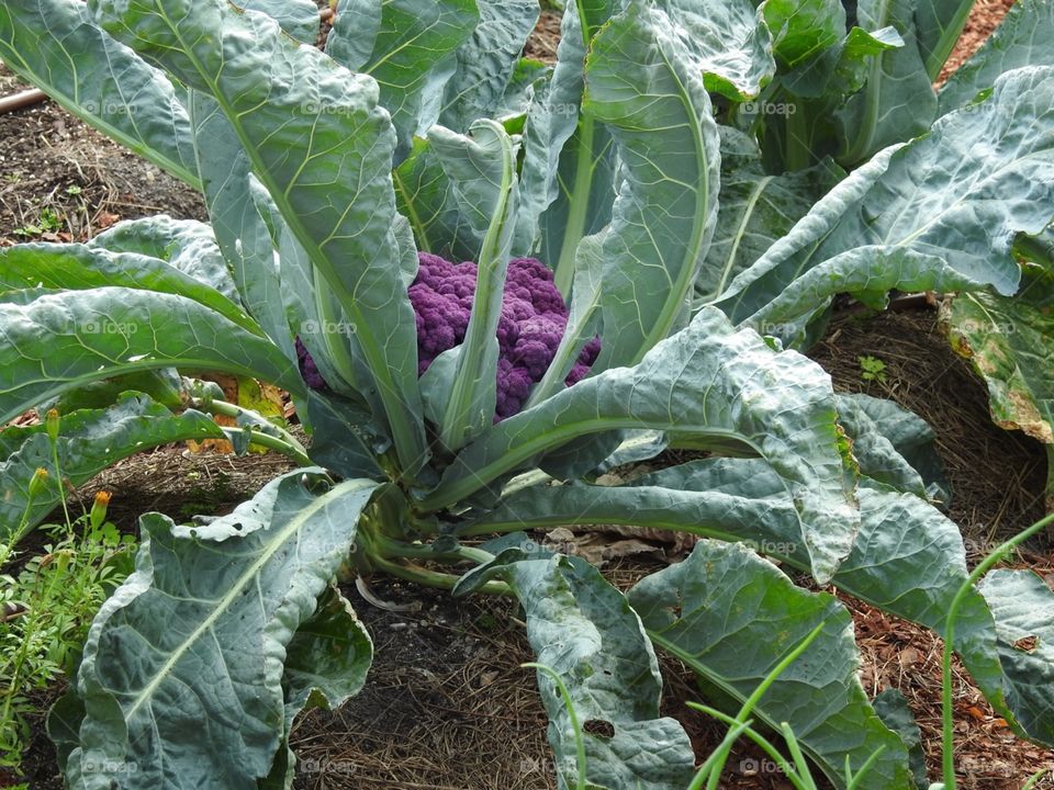 Home grown purple cauliflower 