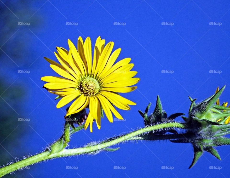 Yellow flower Blue Sky