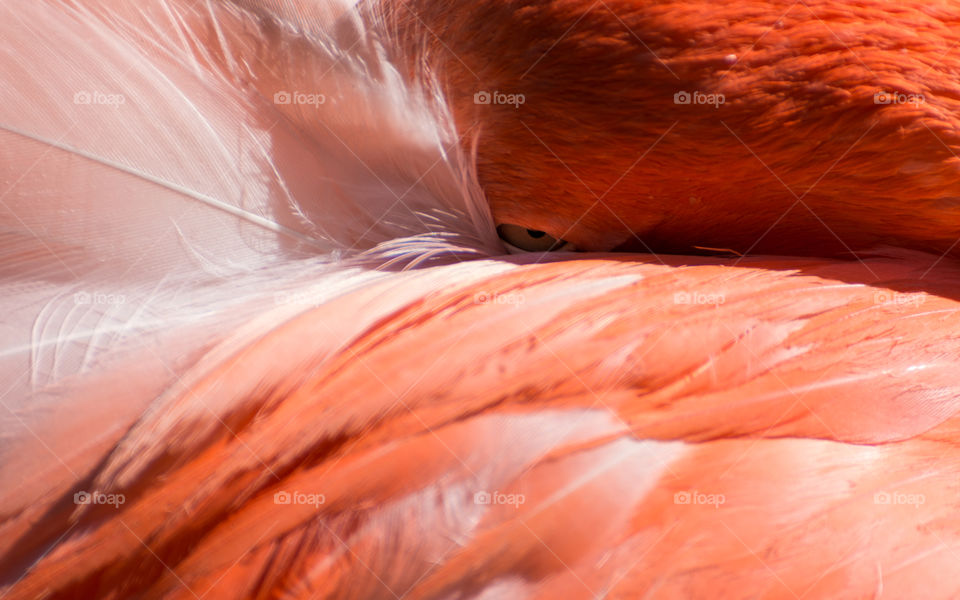 Close up flamingo