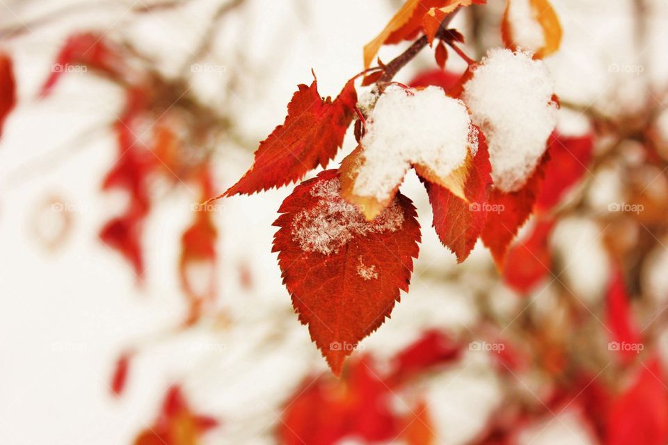 Close-up of red autumn leaves