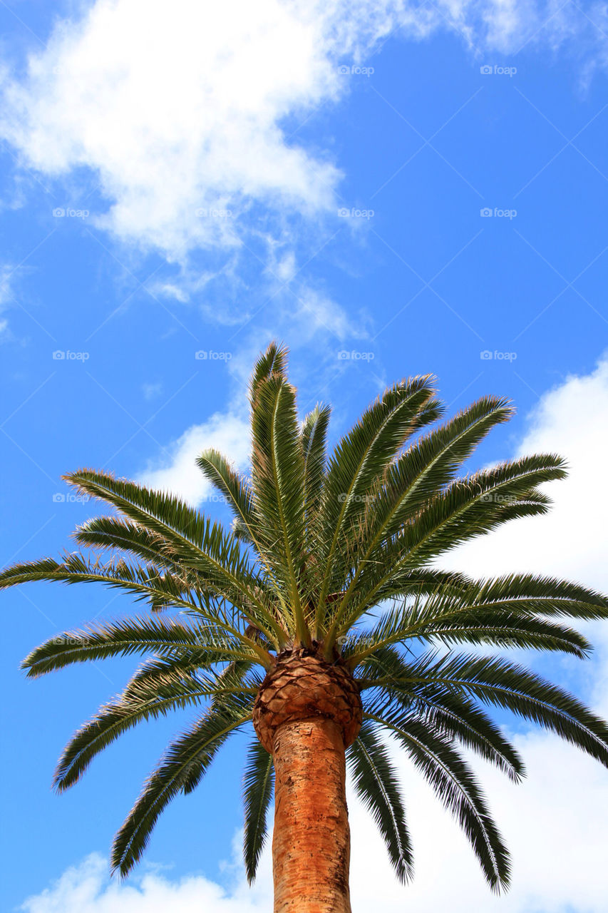 sky clouds palms blue sky by adrianocastelli