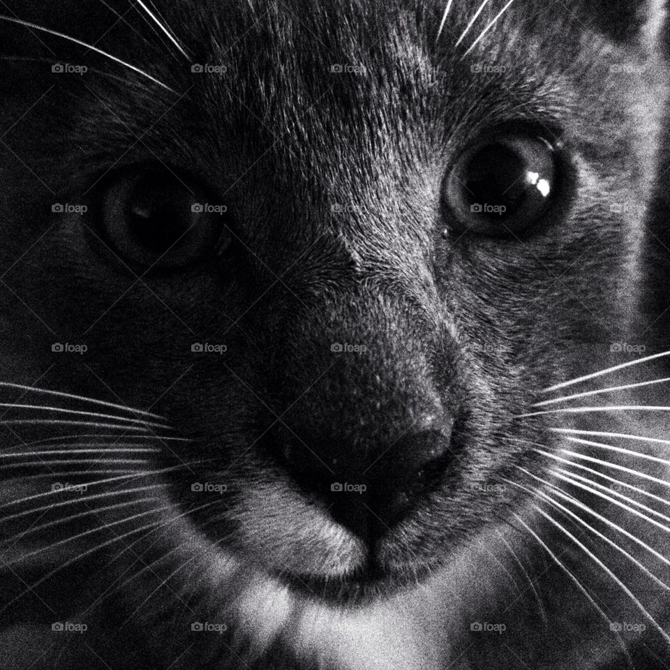 Close up of a kitten.