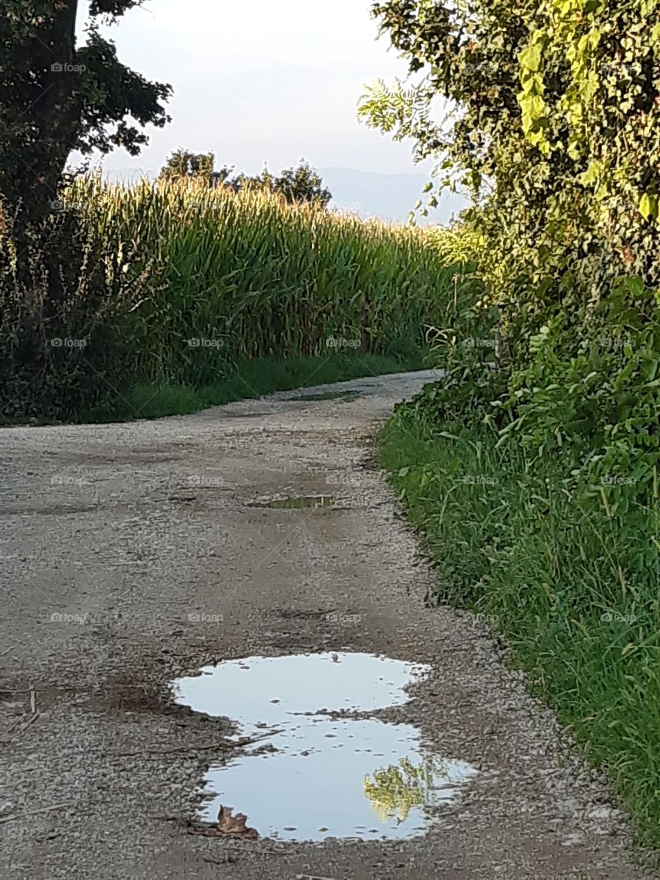 countryside after the rain