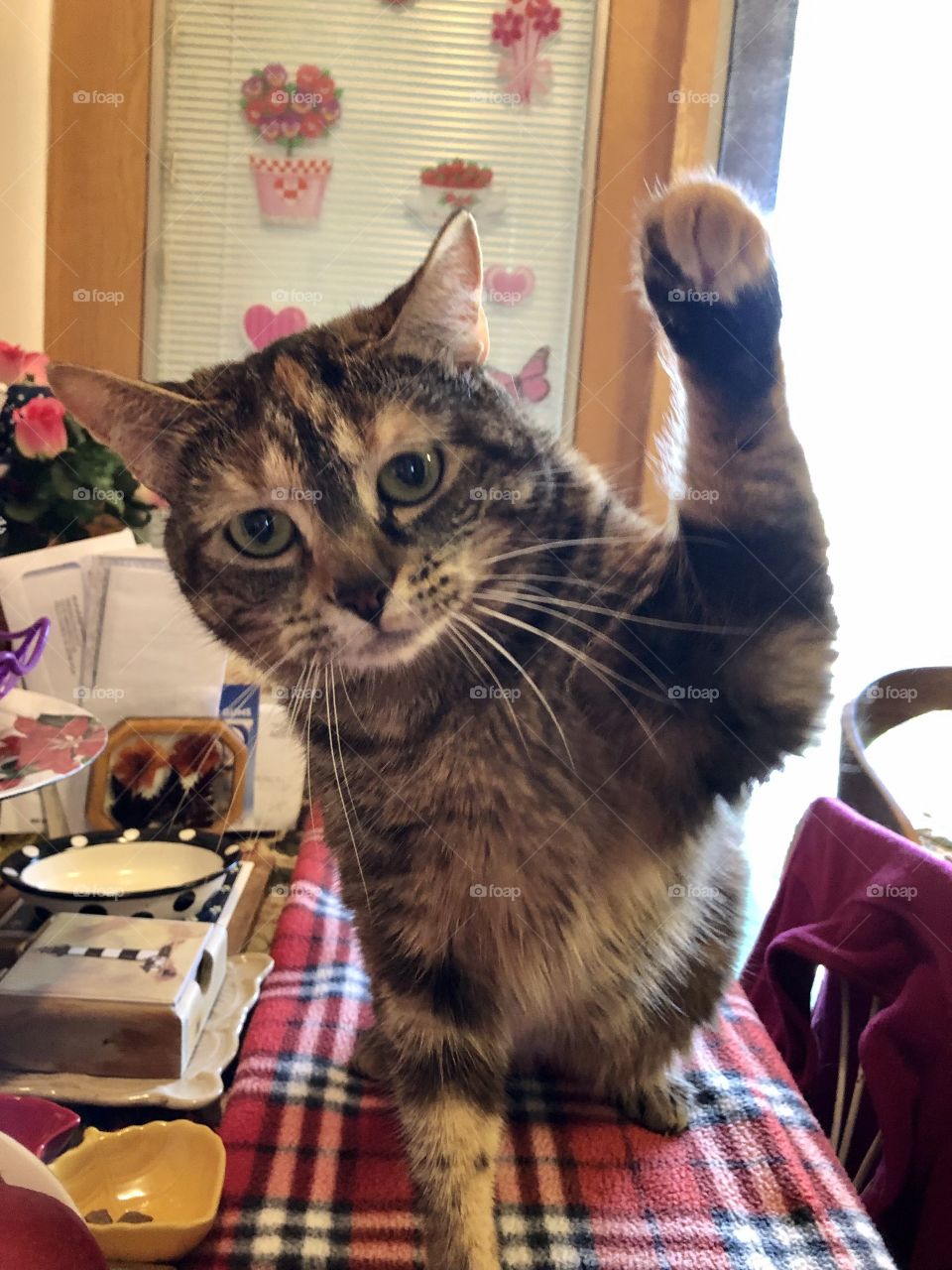 Family pet playful & mischewious 