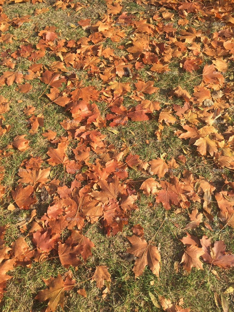 Colourful leaves on the ground 