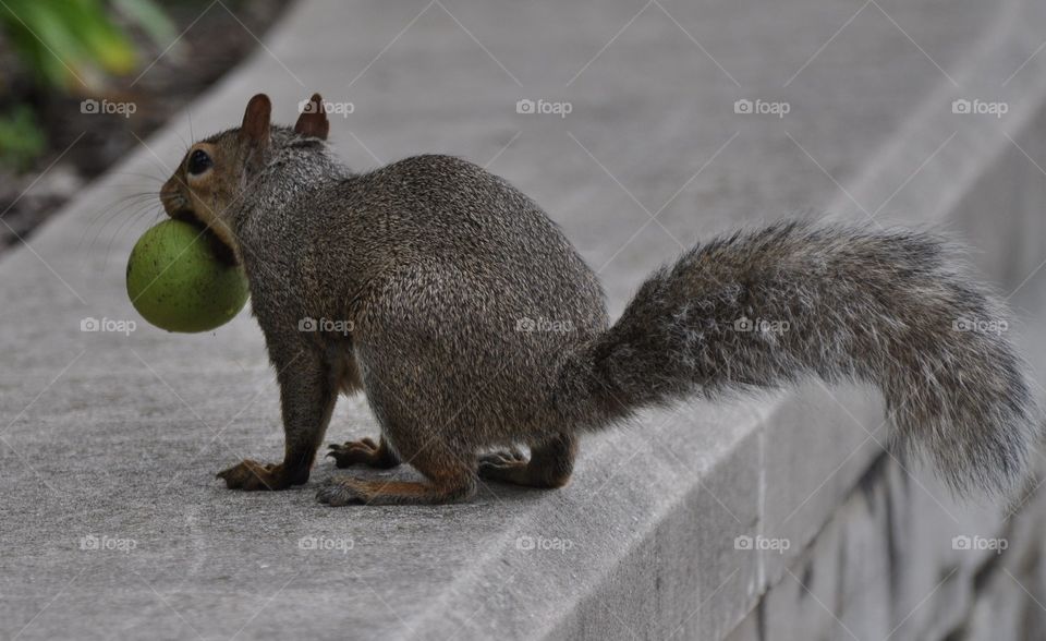 squirrel