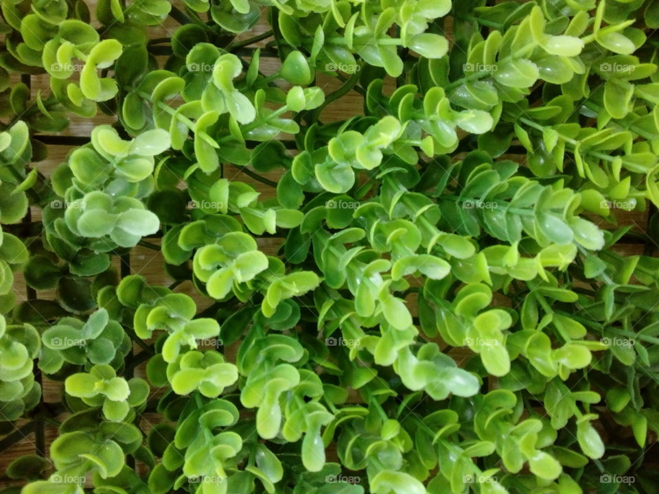 Green plant wall