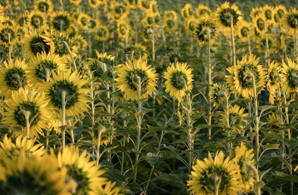 Back view of sunflowers show the other side of beautiful scene