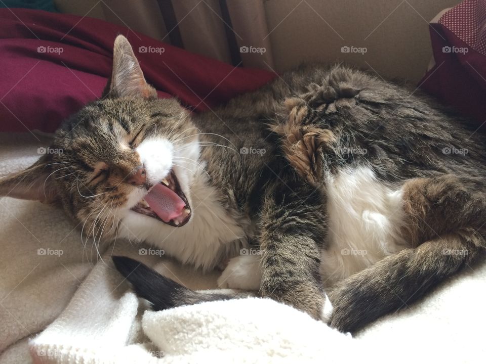 Too Tired. A big yawn from my sleepy 20-year old cat