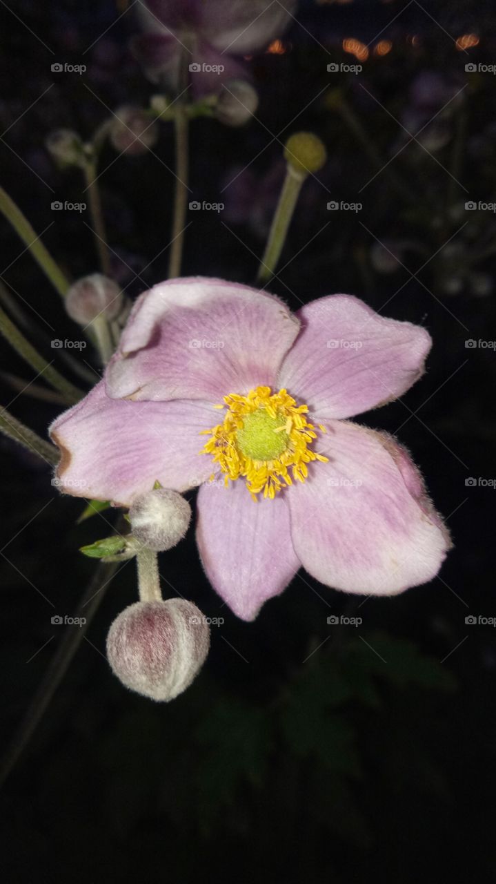 Beautiful grape leaf anemone flower blossoms with yellow pollen and pink petals. Night time shot. 